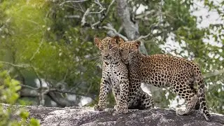 Leopard Cubs in Yala National Park, Sri Lanka
