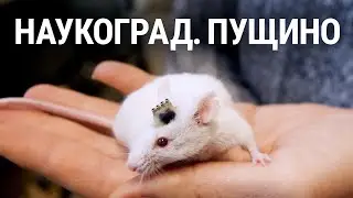 Наукоград. Поглощение Пущино