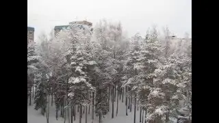 красивые деревья в снегу