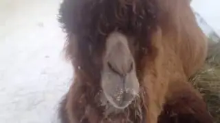 Как чистят верблюда с Кургана Лайфхак