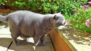 British Shorthair Cat's Garden Adventure
