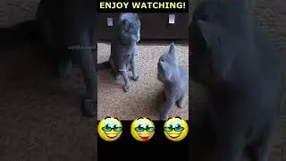 What just happened
