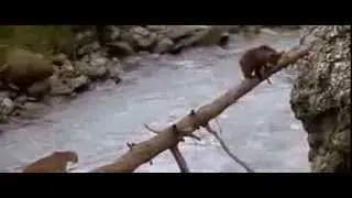 Своих не сдаём!
