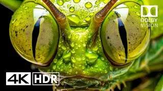Jaw Dropping HDR 4K 60fps Dolby Vision (4K Video) 