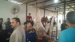 من ذبائح عيد الأضحى المبارك اعاده الله علينا وعليكم بالخير واليمن والبركات