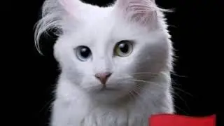 jenis Kucing dari negara asalnya....