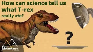 How can science tell us what t-rex really ate?