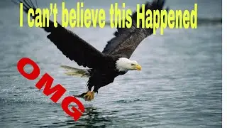 Bald eagle catches thrown fish right in front of me!!!!