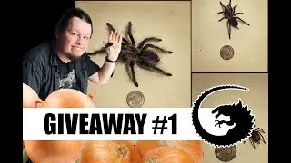 GIVEAWAY #1: Ktoś chętny na pakiet ptaszników dla początkujących?