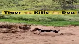 Tiger 🐅 ATTACKS Dog 🐕 | 🤔 You Won't Believe What Happens Next! #shorts #short #viral