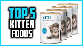 ✅Top 5 Best Kitten Foods in 2024
