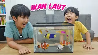 Ziyan dan Kyo Beli Ikan Laut