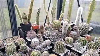 ECHINOPSIS. Care. Watering. Wintering. Appearance. Cacteen.