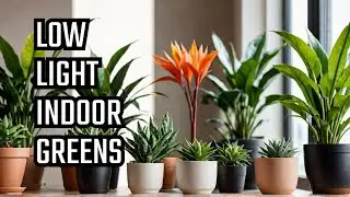 Top 10 Low Light Indoor Plants You Need For any dark Space!
