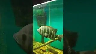 Зоопарк Сургут (Крокодил, Варан, Рыбы, Лягушки, Обезьяны, Змеи и т.д)