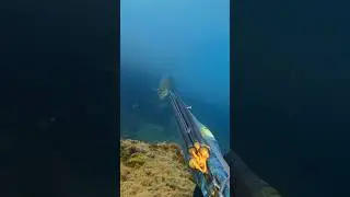 Así Pesqué El Pez Más Viral 💥