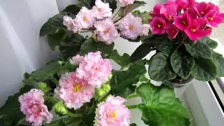 ЭТО МОЖЕТ ПОГУБИТЬ ФИАЛКИ ЛЕТОМ!