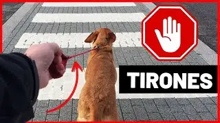 How to teach my DOG NOT TO PULL on the LEASH even though he still DOESN'T LISTEN to me