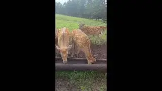 Длинное видео о Маралах🦌