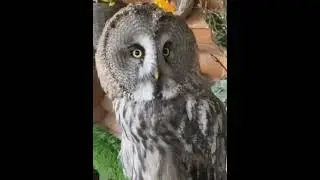 Королевна