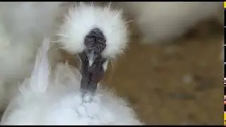 Как развести  шелковых куриц?