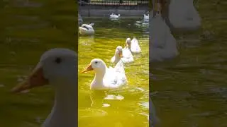 Duck#wildlife#ytshort#animals