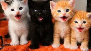 The poor mother cat is very happy after tidying her house so that her kittens can sleep comfortably