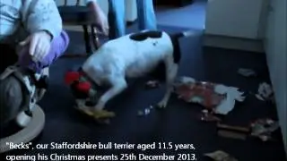 Becks the staffie at Christmas