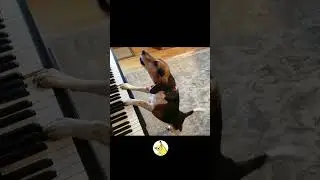 DOG PLAYS PAINO AND SINGS PROFESSIONALLY... 🤯