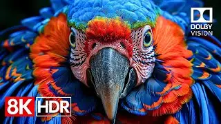 Crystal Detail — 8K HDR 60fps Dolby Vision Masterpiece (4K / 8K TV)