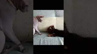 😀 ЛОВИТ ХВОСТ 🐶🐱  #приколы #забавныеживотные #shorts  #смешныеживотные #играют #кот