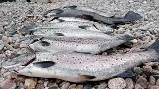 Рыбалка в КАРЕЛИИ на ПЯОЗЕРЕ!!! КУМЖА АТАКУЕТ!
