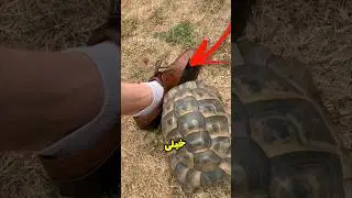 حتماً تا آخر ببین 😨 حقیقت واقعی درباره لاک‌پشت‌ها