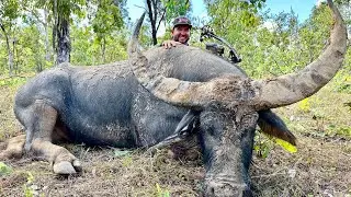 Solo Bow Hunt Wild Bull Buffalo