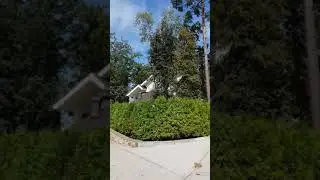 ЖИВАЯ ИЗГОРОДЬ ИЗ ТУИ БРАБАНТ 