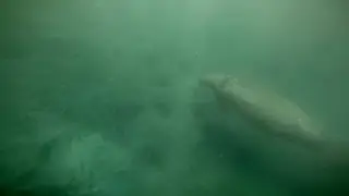 900lb SEA COW vs GIANT Stingray!!!