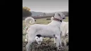 🐶 köpek 🌹🌹🌹🌹