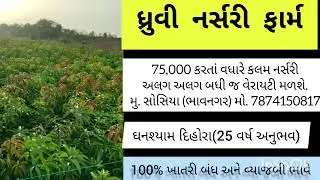 આંબાની કલમ (સૌરાષ્ટ્ર - સોસિયા) ભાવનગર || Mo. 6354195365 || #Mango Farming #Bagayat kheti#Sosiya#Bha