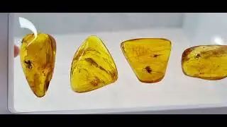 Коллекция из 6 пауков в янтаре. Природные инклюзы
