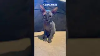 Bebek sfenks kedisi #shorts #sfenks #cat #catlover #kediler