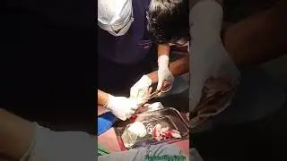 Wrist Wound Suturing 