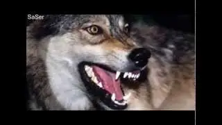 ВОЛК -- WOLF