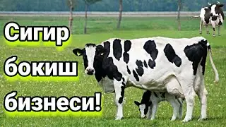 Согин сигирлар бокиш бизнеси! Янгисидан | Абдуллох Атабаев