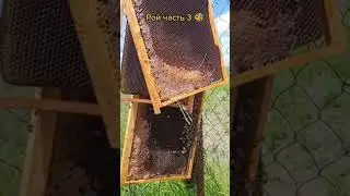 🐝🍯