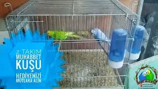 2 Takım Muhabbet Kuşu HEDİYENİZİ Mutlaka Alın