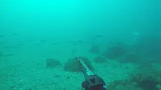 Подводная охота на кефаль в Черном море. Первые попытки