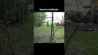 Squirrel vs birdfeeder