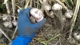 УБОРКА ЧЕСНОКА ЛЮБАША  ПОД МУЛЬЧЕЙ  13 07 23