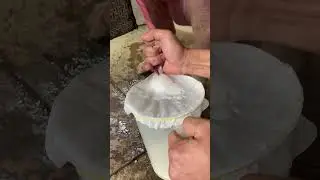 Semen collection pig boar. 