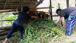 Cara mudah beternak sapi Bali (indukan) tradisioal
